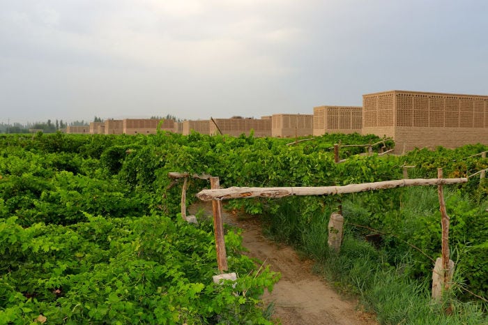 turpan grapes