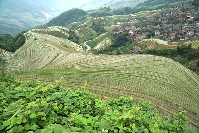 PingAnRice Terraces