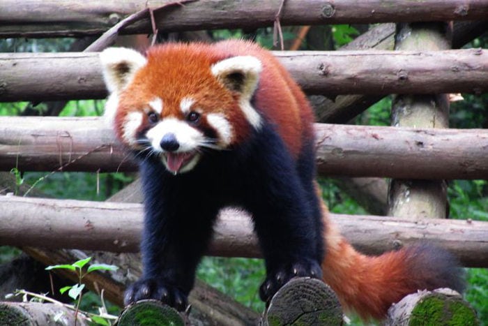 panda china