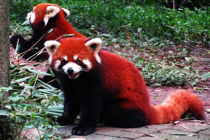 pandas gigantes