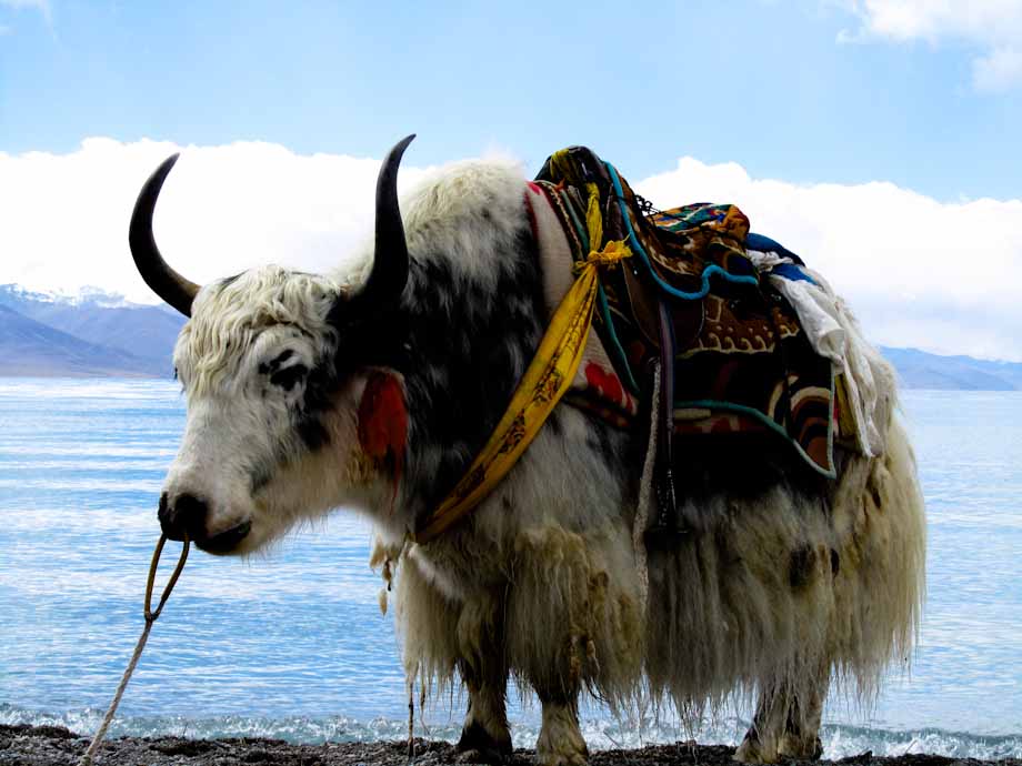 Yak at Namtso Lake