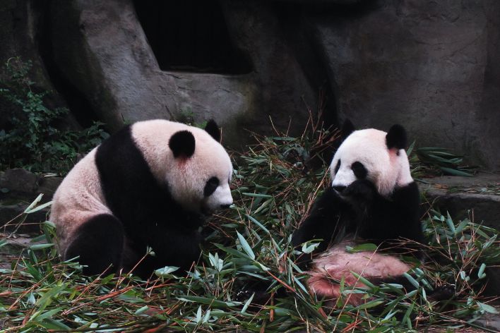giant panda reserve