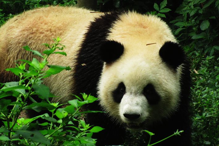 giant pandas in chengdu