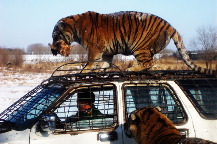 Harbin Siberia Tiger Park