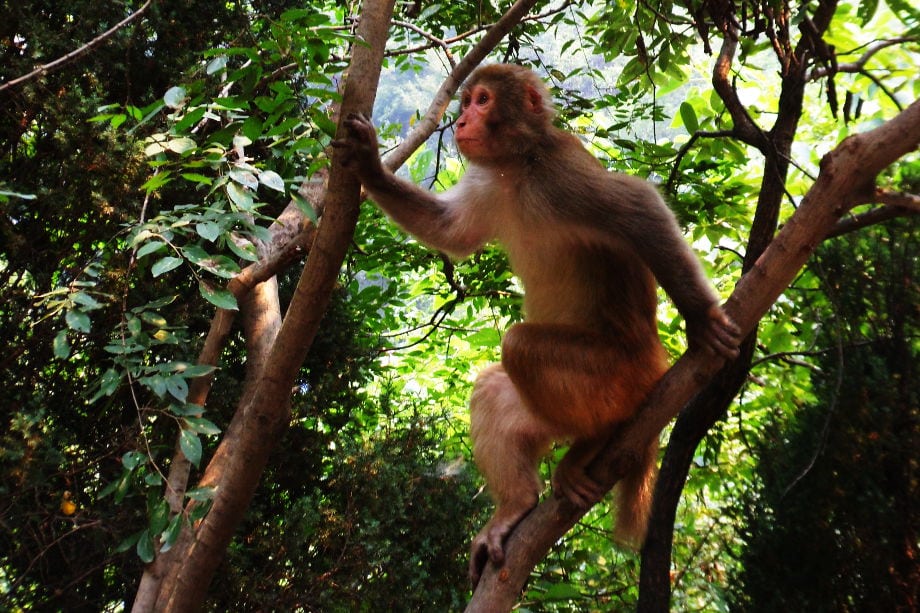 Yuntai Moutain Henan Yuntai Moutain Henan