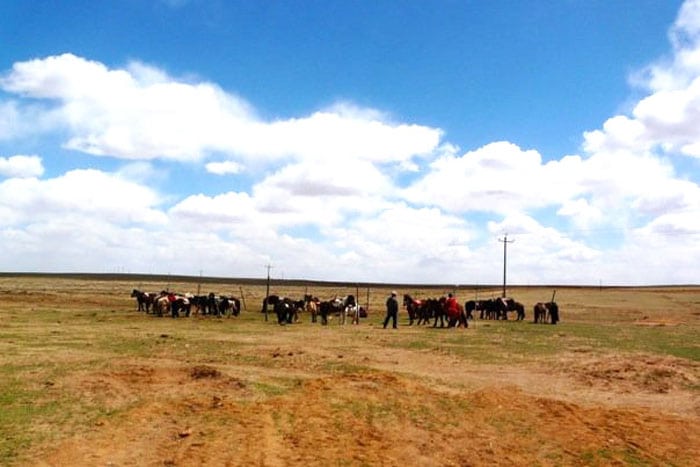 Horses in Xilamuren grasslands in Inner Mongolia