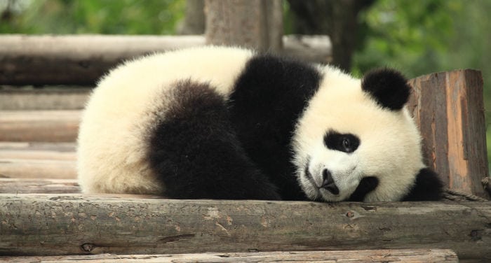 The Giant Pandas Reserve in Chengdu