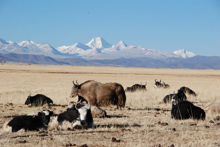 Yaks at Mount Kailash