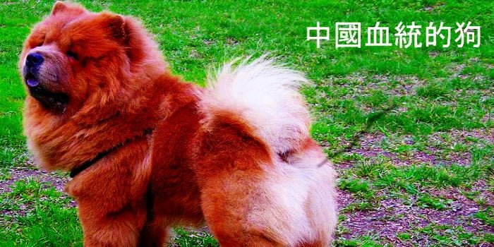 chinese temple dog breed