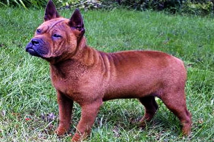 chinese temple dog breed