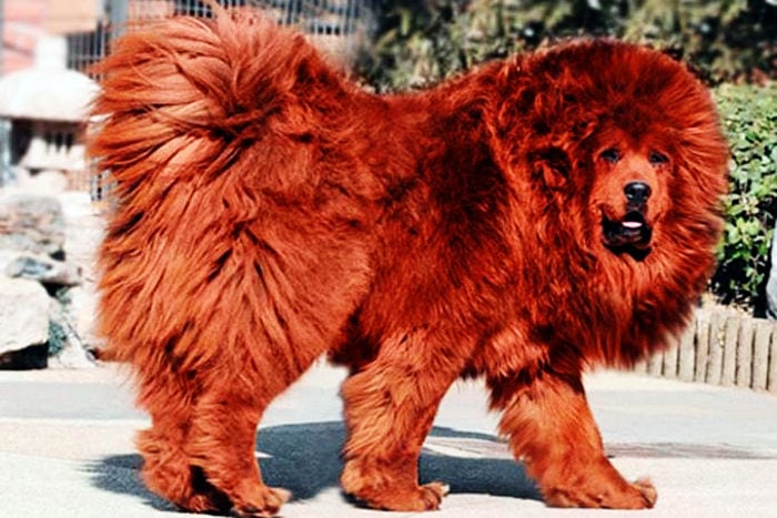 chinese temple dog breed