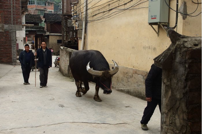 Dong Village Yak Dong Village Yak