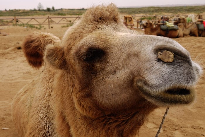 What to see in Ningxia What to see in Ningxia