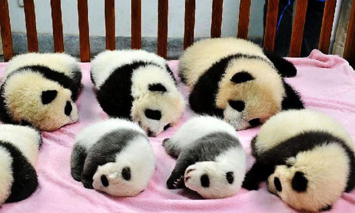 cachorros de panda
