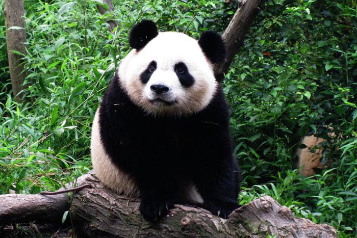 panda chengdu
