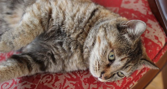 Reseña Hostal Gran Muralla