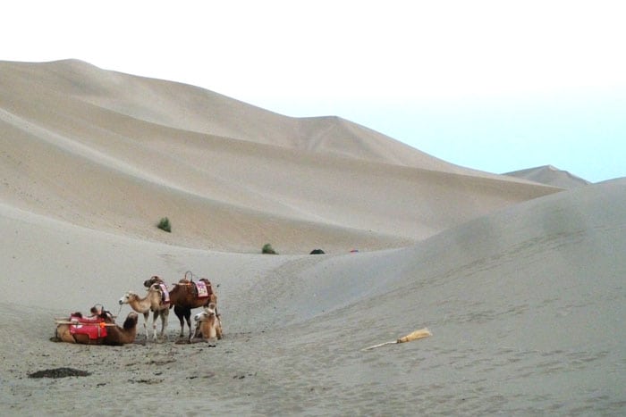 Camellos en Mingsha Shan