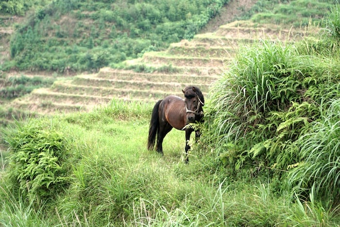 Un caballo pastando
