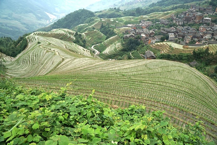 Terrazas de arroz de Ping'An