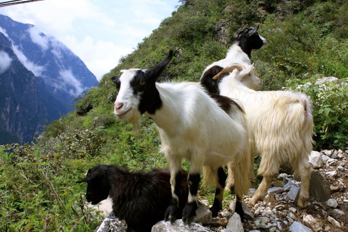 cabras en la garganta del salto del tigre