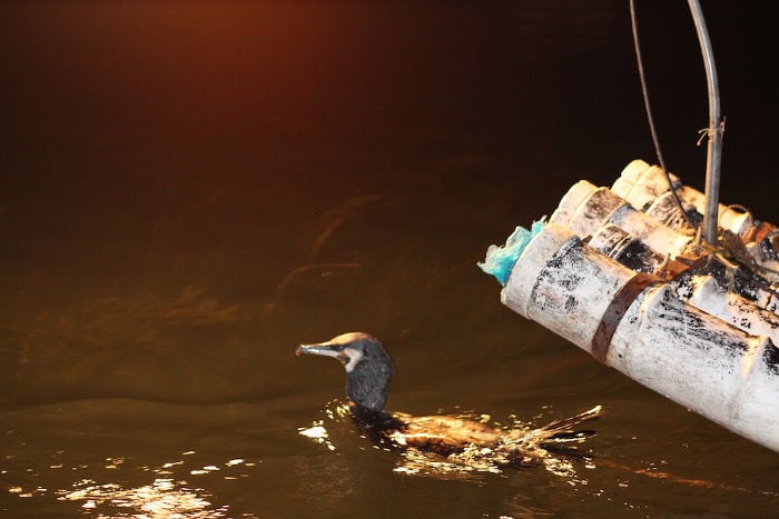 pesca con cormorán