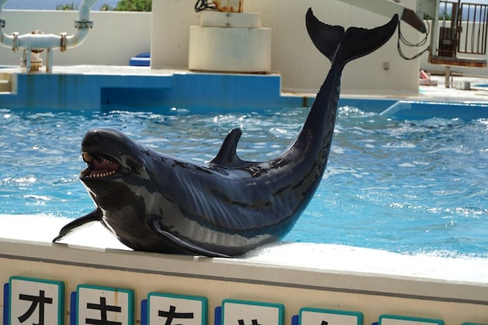 Espectáculo de delfines... ¡y no solo en Churaumi!