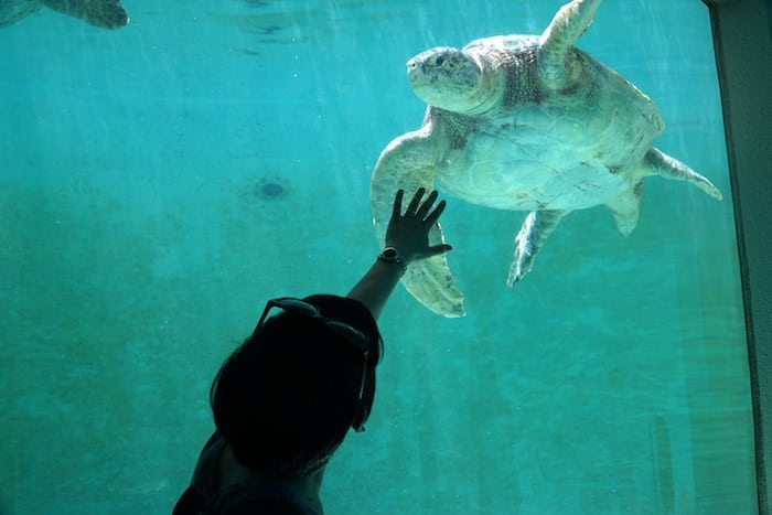 Tortugas de Churaumi