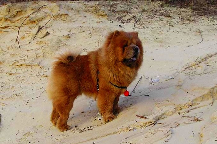 chow chow