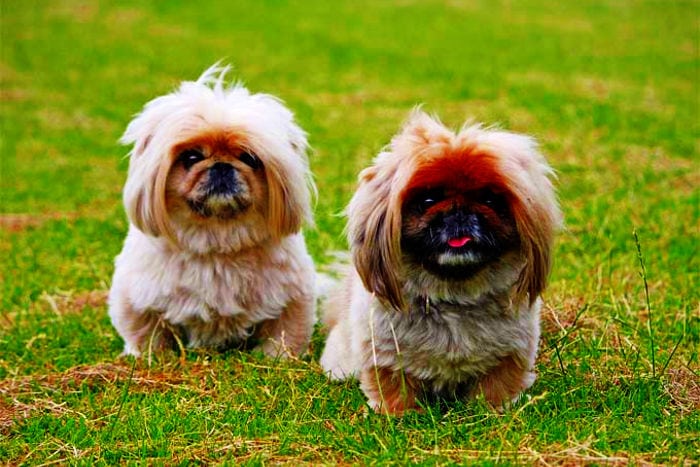 increíbles razas perros de origen chino
