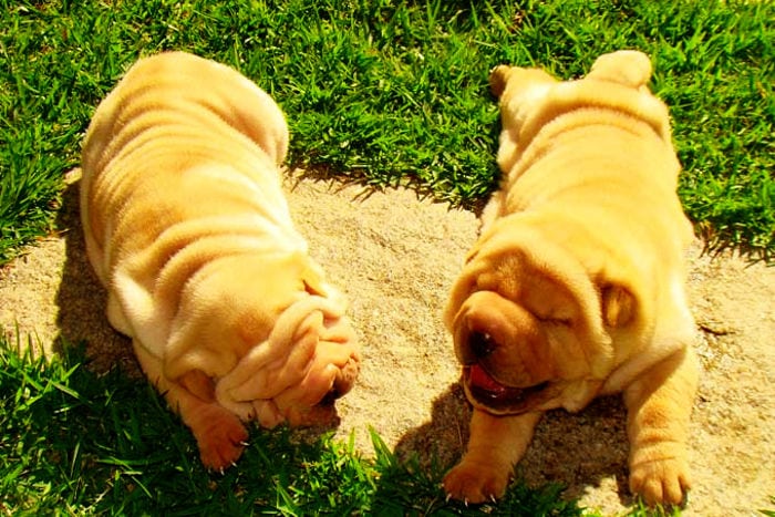 shar pei