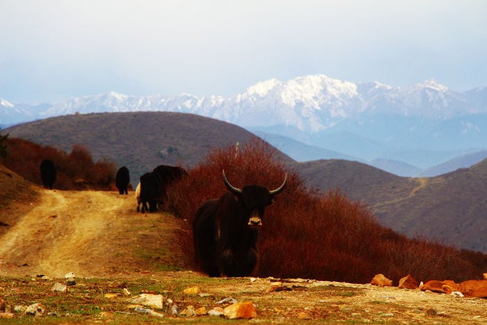 paso de la nieve songpan