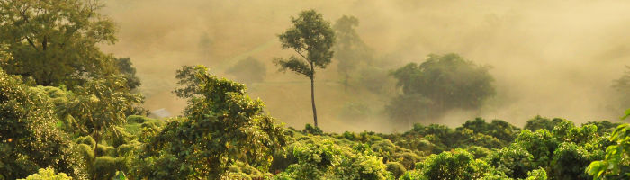 tour en la selva tropical de Tailandia