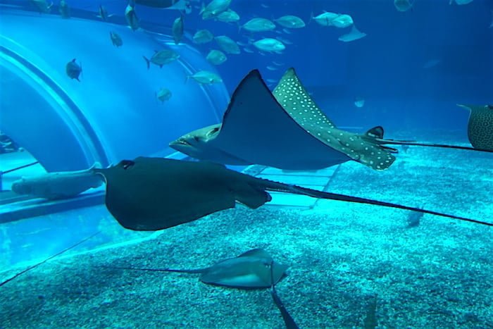 Acuario Churaumi, Okinawa