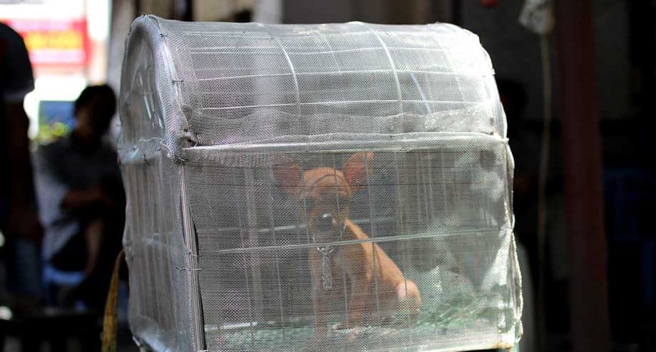 carne di cane, vietnam