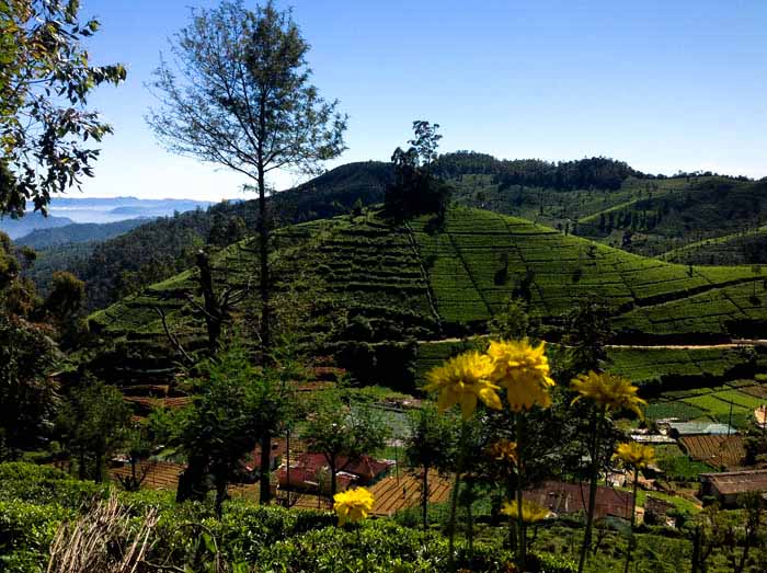 NUWARA ELYA colline