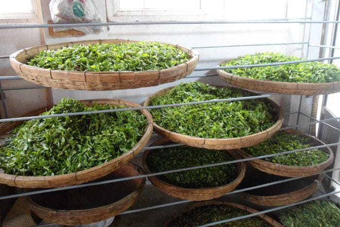 tè verde cinese tè verde cinese