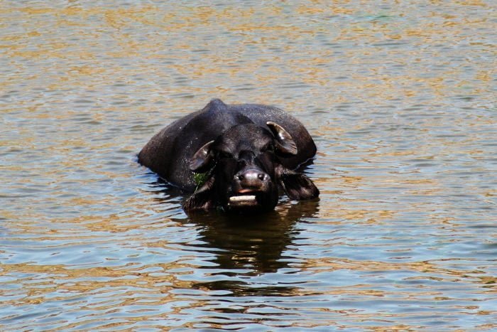 terzo genere terzo genere