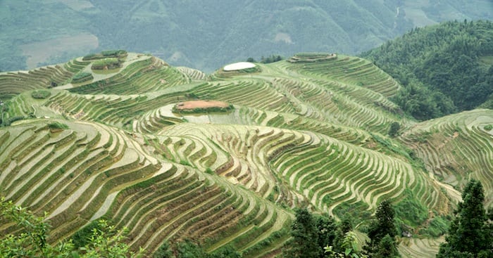 Risaie a terrazza di Longsheng