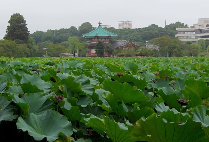 Uno scorcio sul loto a Parco Ueno