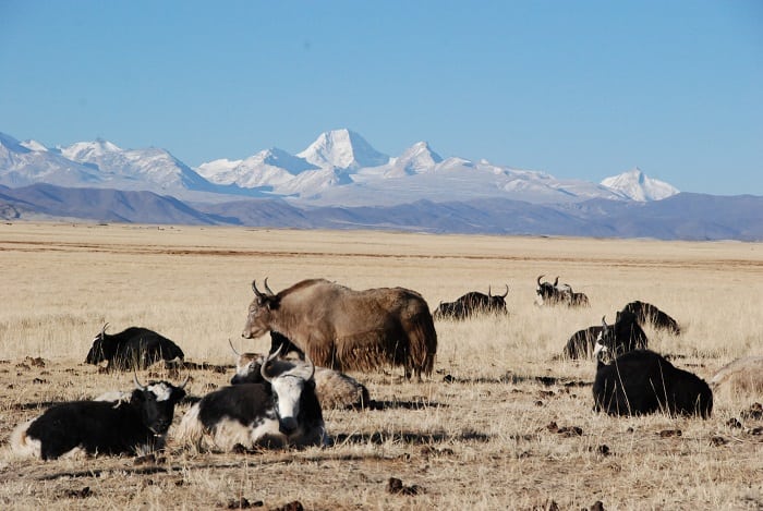 Panoramica del Kailash Kora con gli Yak