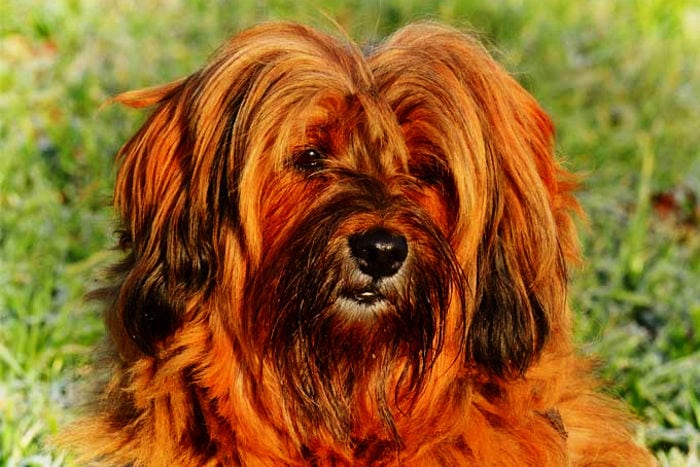 Terrier Tibetano Terrier Tibetano