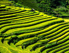 Hoteles en Yangshuo