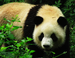 Panda Reserve