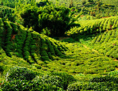 Pu'er Pu'er