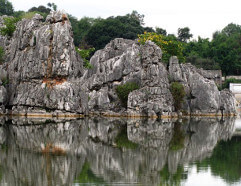 Stone Forest